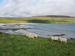 Seaside view. Sea landscape. Shetland Islands