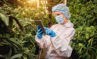 Female researcher examine cannabis leaves and buds in a greenhouse enters data into a tablet.