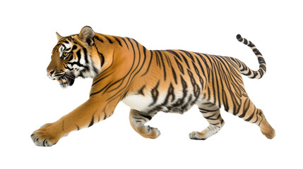 tiger wants to pounce on transparent background