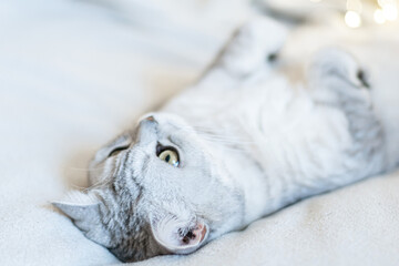 Scottish straight cat lies on his back. Cat upside down. Close up white cat face. Favorite pets,...