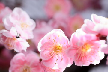 Obraz na płótnie Canvas 日本の春の梅