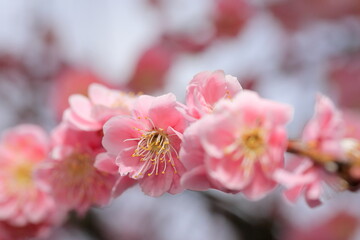 日本の春の梅