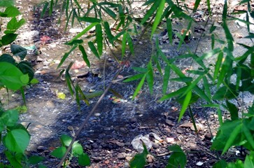 rivers behind the trees