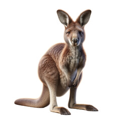 3D rendering  Kangaroo,wildlife,Animal,nature,clipart,png format,3D rendering illustration,isolated on a transparent background.