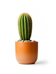 Acactus plant in a pot on white background 