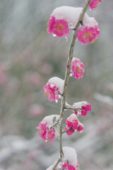 Plum blossoms are in full bloom in the snow at the East Lake Plum Garden in Wuhan