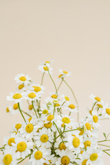 Chamomile daisy flowers bouquet on beige background. Minimal stylish still life floral composition