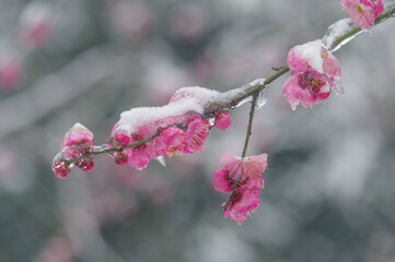 Plum blossoms are in full bloom in the snow at the East Lake Plum Garden in Wuhan