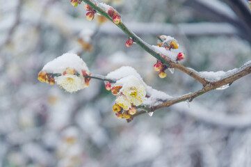 Plum blossoms are in full bloom in the snow at the East Lake Plum Garden in Wuhan