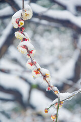 Plum blossoms are in full bloom in the snow at the East Lake Plum Garden in Wuhan