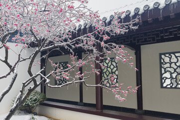 Plum blossoms are in full bloom in the snow at the East Lake Plum Garden in Wuhan