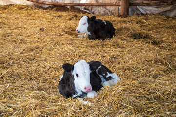 Dairy cows in a farm