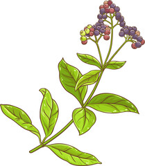 Allspice Plant with Berries and Leaves Colored Detailed Illustration. Organic natural nutritional healthy spicy ingredient. 