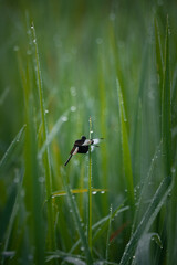 dragonfly on a blade of grass