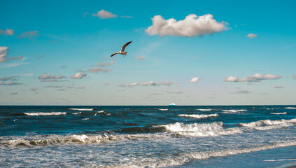 Waves on the Baltic Sea and a flying seagull