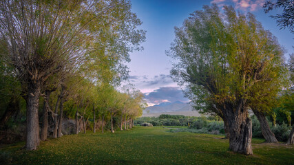 landscape with trees