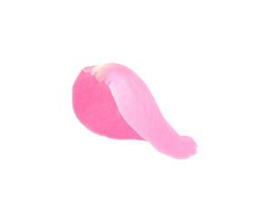 One pink rose petal isolated on white
