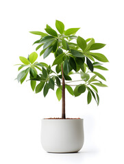 A small money tree in a pot on white background 