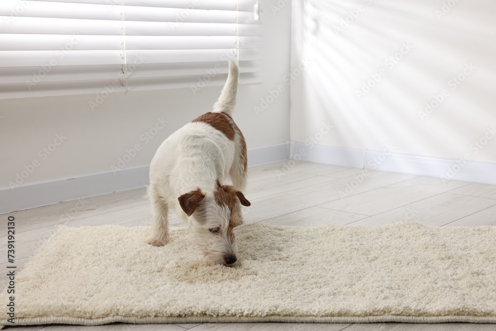 Poster Cute dog near wet spot on rug indoors. Space for text