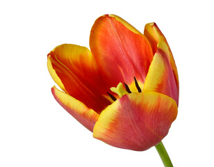 Orange gelb Tulpe isoliert auf weißem Hintergrund, Freisteller