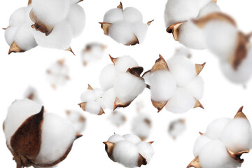 Beautiful cotton flowers falling on white background - obrazy, fototapety, plakaty