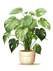 Illustration of a monstera plant in a pot, white background 