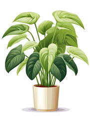 Illustration of a monstera plant in a pot, white background 