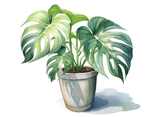 Watercolor illustration of a monstera plant in a pot, white background 