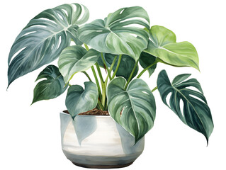 Watercolor illustration of a monstera plant in a pot, white background 