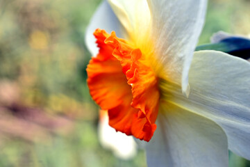 White daffodil with an orange funnel center.