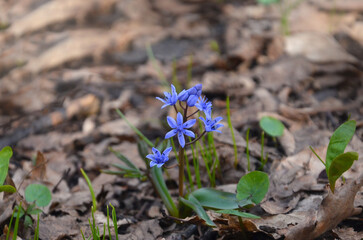 First spring flowers Scilla Siberica 'Spring Beauty' blooms outdoors on a background of old leaves....