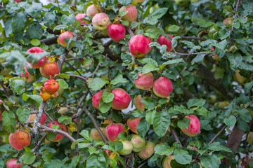 Ripe apples growing on a tree.