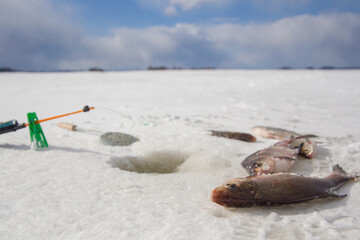 The caught fish lies on the ice of the lake. There is a fishing rod in the background.