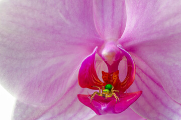Orchidee mit grüner Spinne
Selektive Schärfe durch Markoaufnahme - 739199161