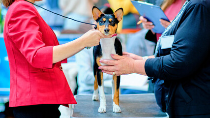 The Basenji dog is being examined at a dog show by dog breed specialists