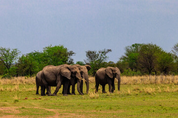 Herd of african elephants in savanna in Serengeti National park in Tanzania