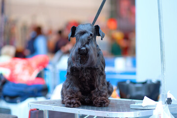 Miniature Schnauzer dog on the grooming table at the dog show