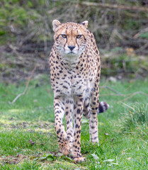 cheetah on the grass