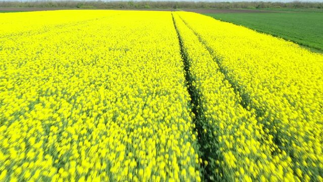 Above view dolly move forward at tractor's trail among field of flowering rapeseed canola or colza in latin Brassica Napus blossom, plant for green energy and oil industry is waving along wind breeze.