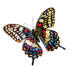 Colorful butterfly in transparent background