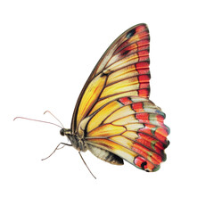 Colorful butterfly in transparent background
