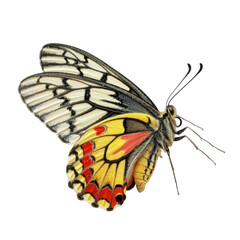 Colorful butterfly in transparent background