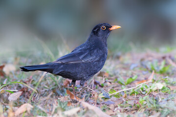 blackbird foraging for food on lawn - 739202316