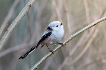 long tailed tit on a twig - 739202391