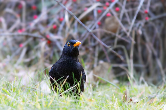 blackbird searching for food in the park