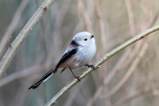 long tailed tit on a twig