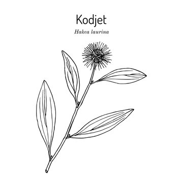 Kodjet or pin-cushion hakea (Hakea laurina), ornamental plant. Hand drawn botanical vector illustration