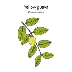 Yellow guava (Psidium guajava), medicinal plant