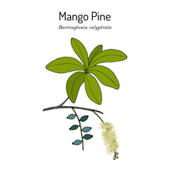 Mango Pine (Barringtonia calyptrata), ornamental plant