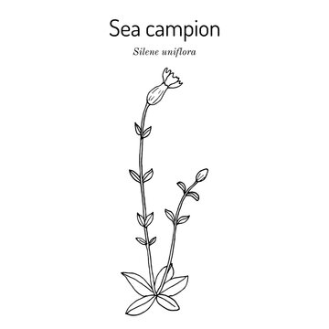 Sea campion (Silene uniflora), medicinal plant